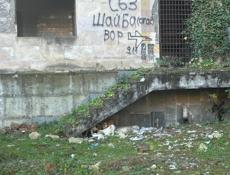 Щенки ищут дом