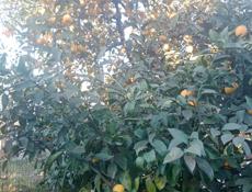 Продам мандарин за 1 кг 50р ,лимон 1 кг 60р, апельсины за 1 кг 50р