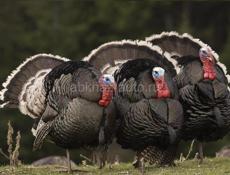 Продаются 3 индюка, по 7 кг