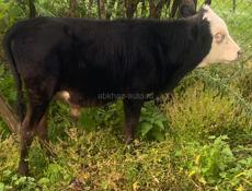 Продаю корову с теленком и можно отдельно 