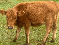 Продаю корову с теленком и можно отдельно 