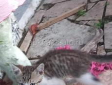 Отдам в добрые руки!