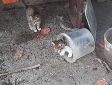 Отдам в добрые руки!