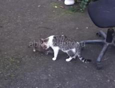 Отдам в добрые руки!