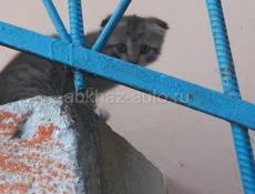 Отдам в добрые руки!