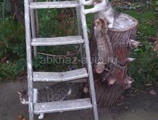 Отдам в добрые руки!