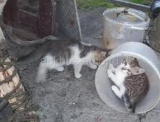 Отдам в добрые руки!