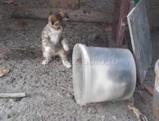 Отдам в добрые руки!