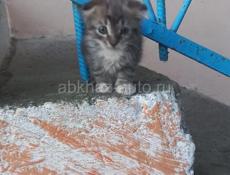 Отдам в добрые руки!