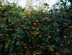 ПРОДАЮТСЯ МАНДАРИНЫ.