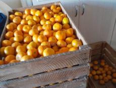 ПРОДАЮТСЯ МАНДАРИНЫ.