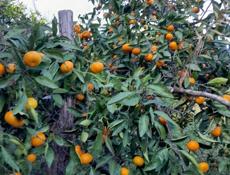 ПРОДАЮТСЯ МАНДАРИНЫ.