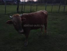 Продается бычок 