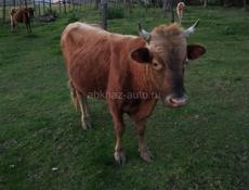 Продается бычок 