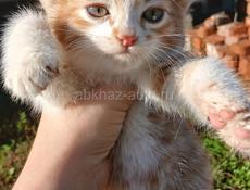 Отдам в добрые руки