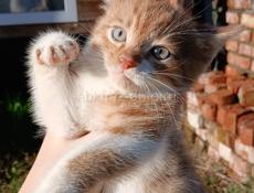 Отдам в добрые руки