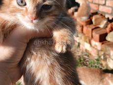 Отдам в добрые руки 