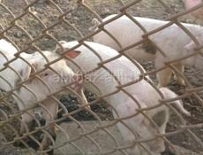 Продаются поросята