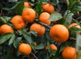 Продается мандарин 