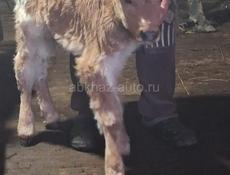Телёнок мальчик 