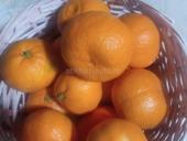 Продам мандарины, нужно собрать