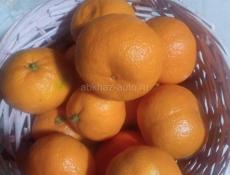 Продам мандарины, нужно собрать