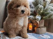 Мальтипу и пудели