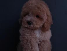 Мальтипу и пудели