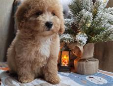 Мальтипу и пудели