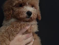 Мальтипу и пудели