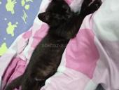 В добрые руки