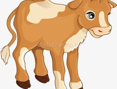 Продается теленок (бычок 26 ноября, 10 дней)