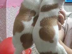 Джек Рассел 