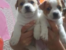 Джек Рассел 