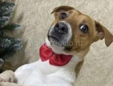 Джек Рассел 