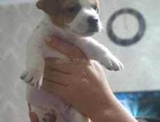 Джек Рассел 