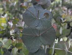 Саженцы эвкалипта