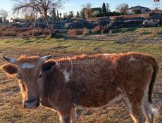 ПРОДАЕТСЯ БЫК ДРАНДА 