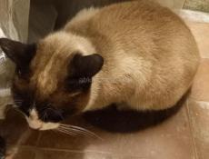 НАЙДЕН СИАМСКИЙ КОТ!