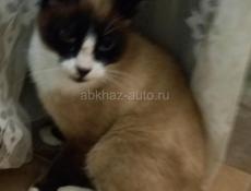 НАЙДЕН СИАМСКИЙ КОТ!