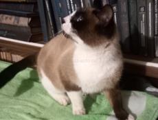 НАЙДЕН СИАМСКИЙ КОТ!