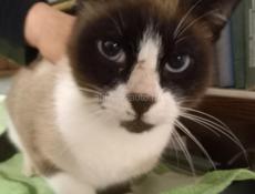 НАЙДЕН СИАМСКИЙ КОТ!