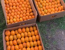 Мандарины хорошего качества. Продажа.