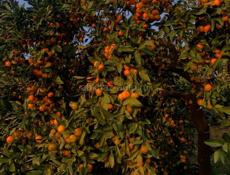 Мандарины хорошего качества. Продажа.