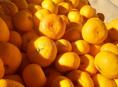 Мандарины 