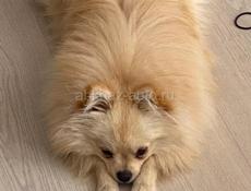 Помыть собаку, Бзыбь