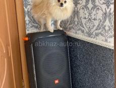 Помыть собаку, Бзыбь