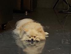 Помыть собаку