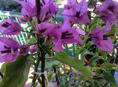 Бугенвиллия цветущая