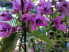 Бугенвиллия цветущая